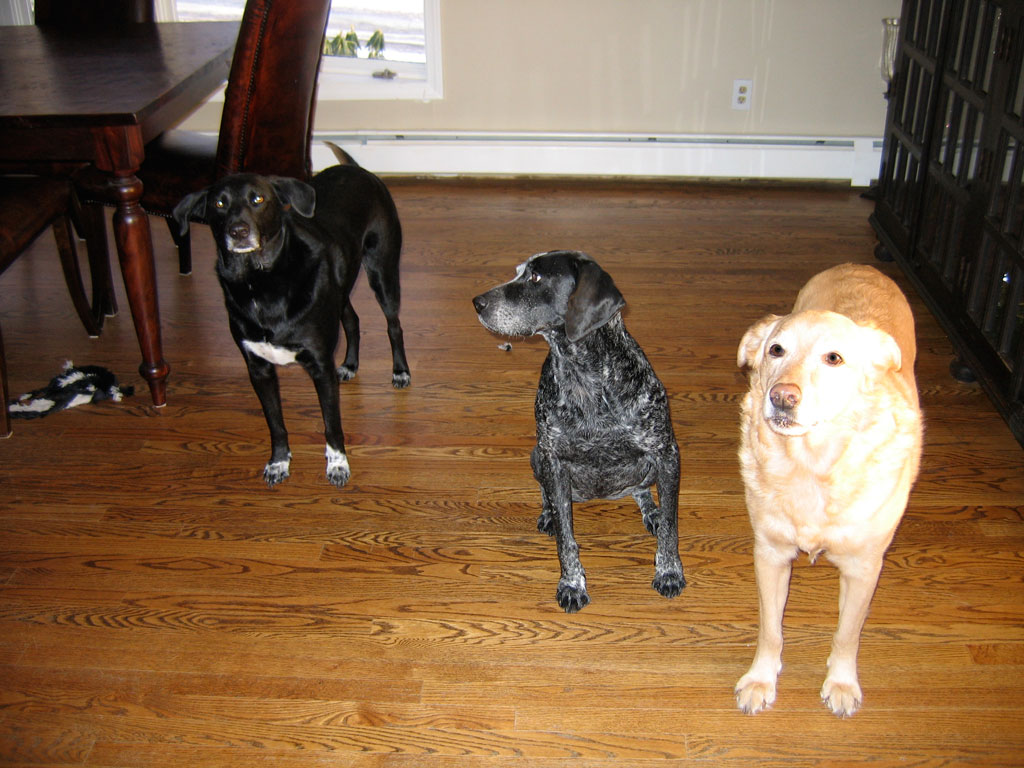 Gracie, Frasier and Bailey