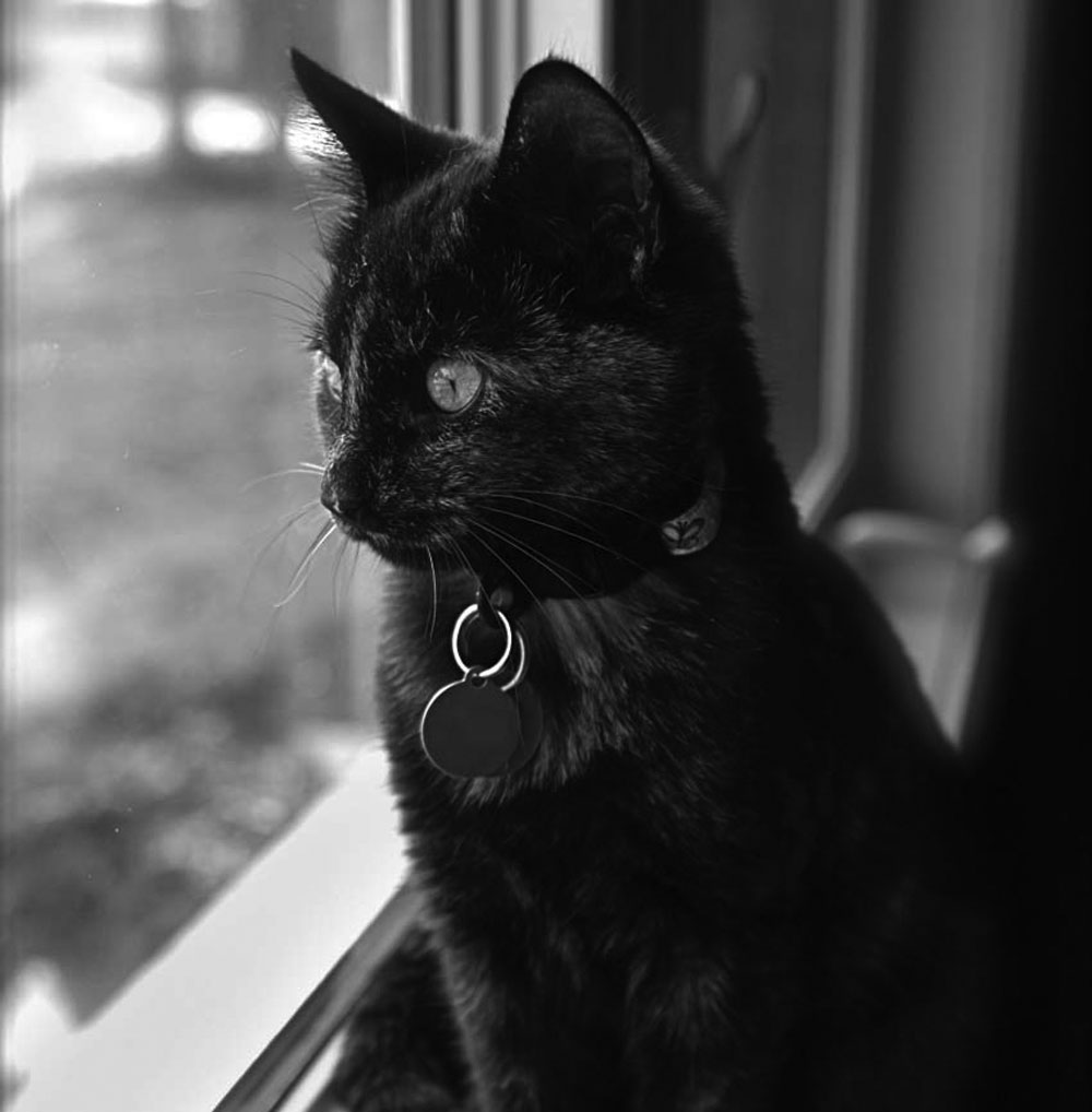 Black cat looking out the window