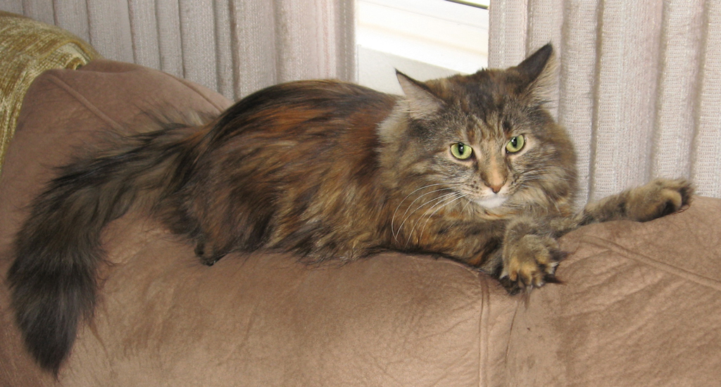 Miss Lilly, an American Longhair tiger-stripe