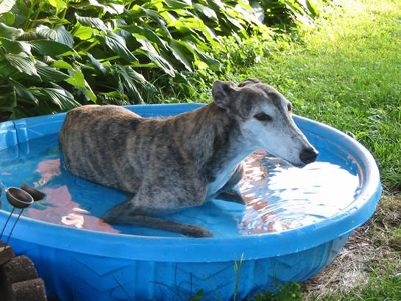 Greyhound in pool on a hot day