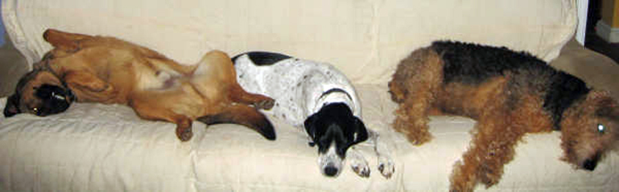 Three Sleepy Dogs