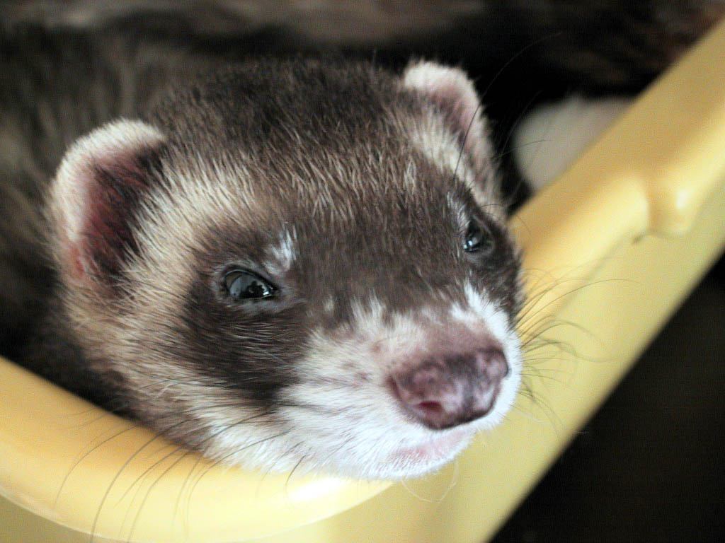 Xeno the Ferret