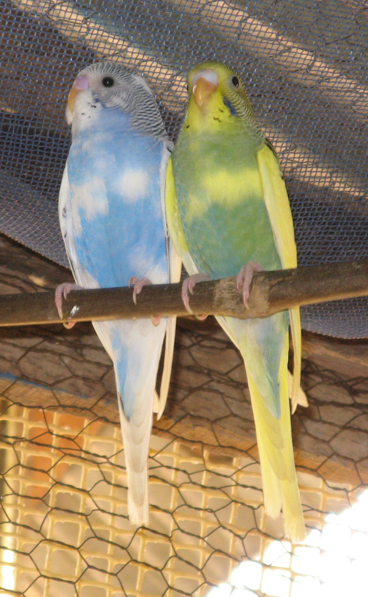 Bill and queenie, two parakeets