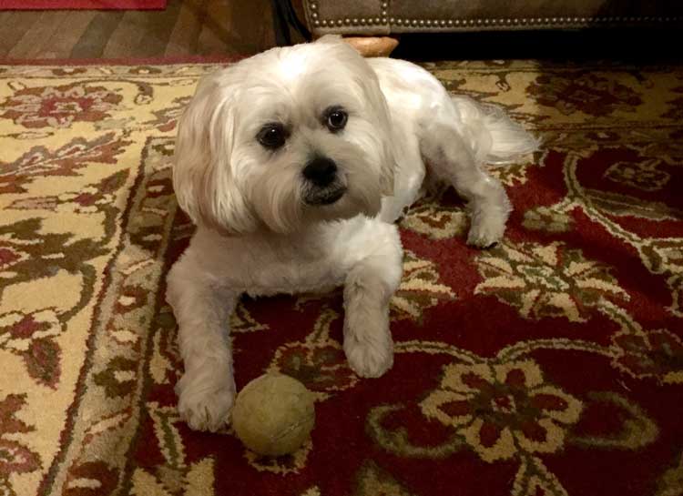 Samson sitting on the carpet with a ball in front of him.