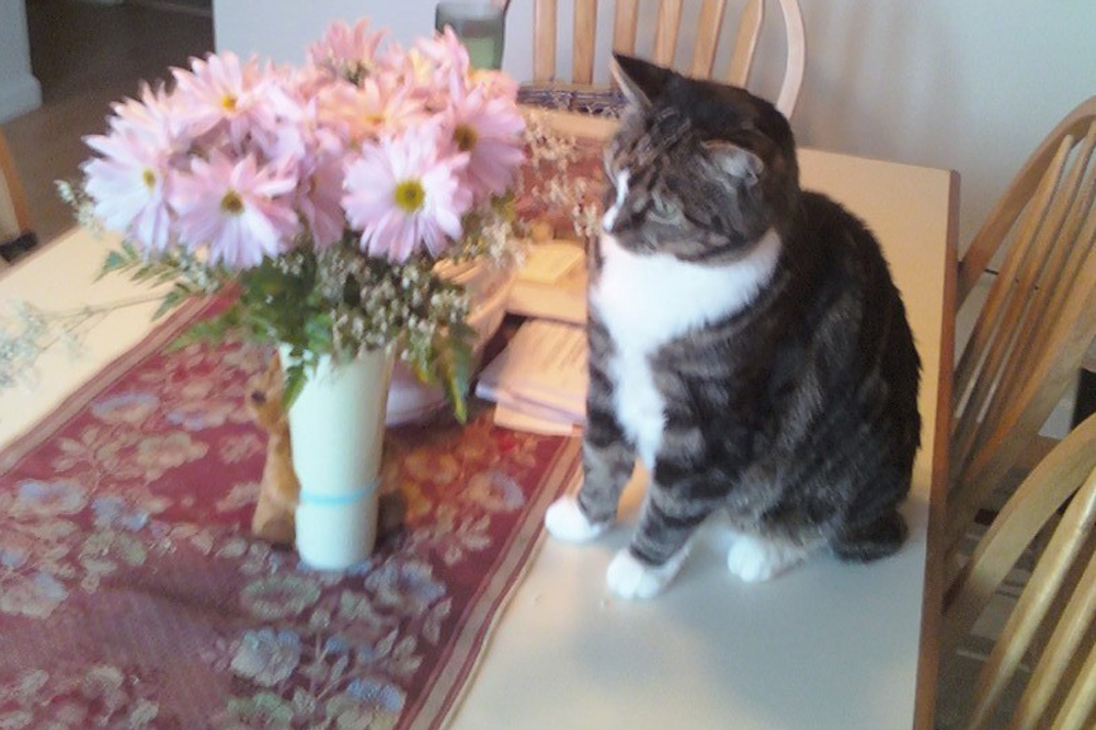 Seneca the cat looking at a vase of flowers